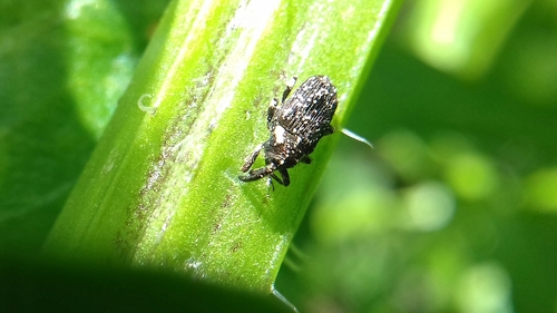 Lepidobaris latisquamis
