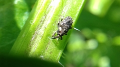 Lepidobaris latisquamis