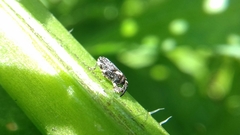 Lepidobaris latisquamis