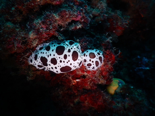 Leopard Sea Slug, Savona, Liguria, IT, photo 9 of 10