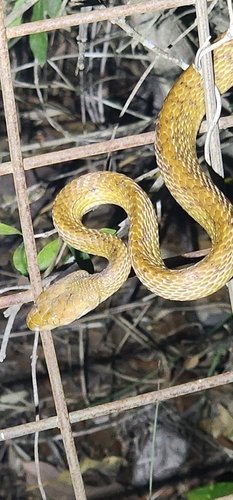 Brown Tree Snake sighting