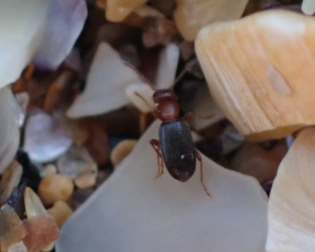 Anthicus genei