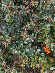 Berberis concinna, photograph (c) Sagnik Dutta Roy, some rights reserved (CC BY)