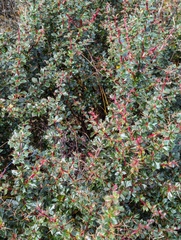 Berberis concinna, photograph (c) Sagnik Dutta Roy, some rights reserved (CC BY)