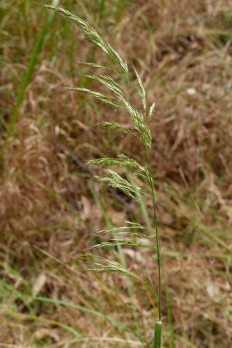Dichelachne rara observed 2024-11-02