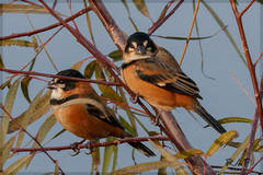 Rusty-Collared Seedeater photo 3