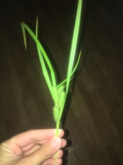 Carex frankii
