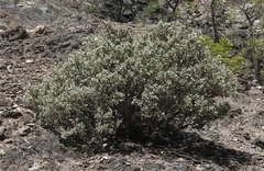 Arctostaphylos viscida