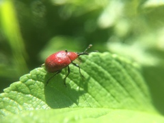 Merhynchites bicolor