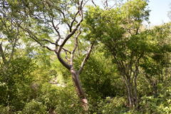 Bursera lancifolia