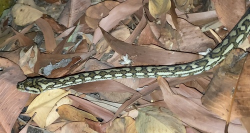 Coastal Carpet Python sighting