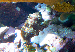 Epinephelus adscensionis
