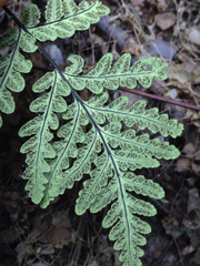 Pentagramma triangularis triangularis