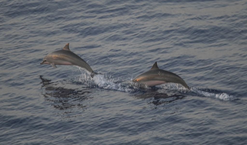 Clymene Dolphin