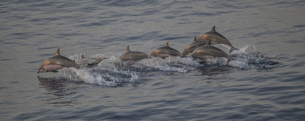 A group of six dolphins leaping in a line across calm open water