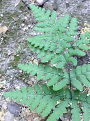 Pentagramma triangularis triangularis