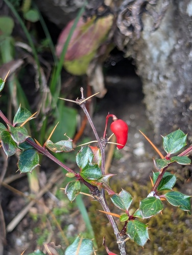 Berberis concinna