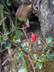 Berberis concinna