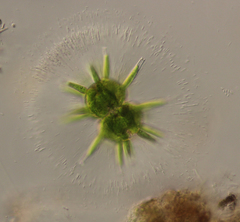 Staurastrum wolleanum