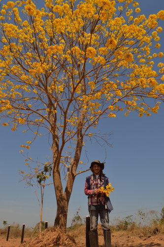 Handroanthus ochraceus (Cham.) Mattos 2