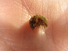 Barnardillo barnardi