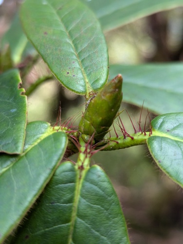 Rhododendron barbatum, photograph 2