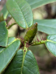 (c) Sagnik Dutta Roy, some rights reserved (CC BY) Rhododendron barbatum, photograph (c) Sagnik Dutta Roy, some rights reserved (CC BY)