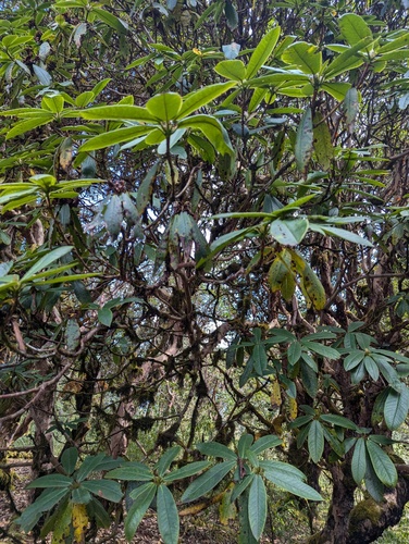 Rhododendron barbatum, photograph 3