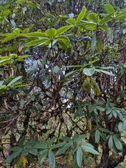 (c) Sagnik Dutta Roy, some rights reserved (CC BY) Rhododendron barbatum, photograph (c) Sagnik Dutta Roy, some rights reserved (CC BY)