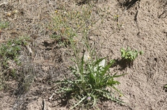 Crepis pleurocarpa