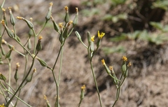 Crepis pleurocarpa