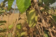 Adenocalymma calcareum