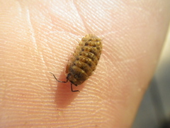 Barnardillo barnardi