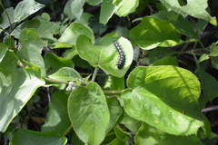 Lonchocarpus hondurensis