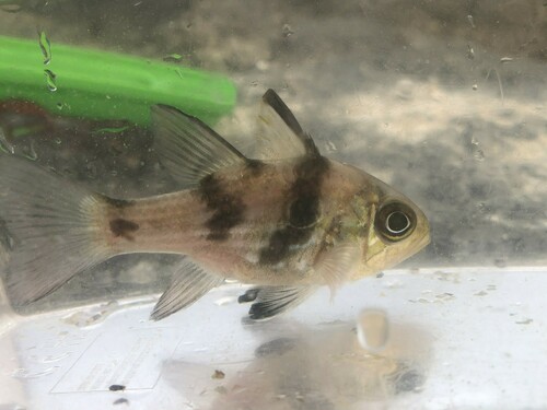 Apogonichthyoides taeniatus observed 2024-10-17