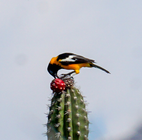 Venezuelan Troupial