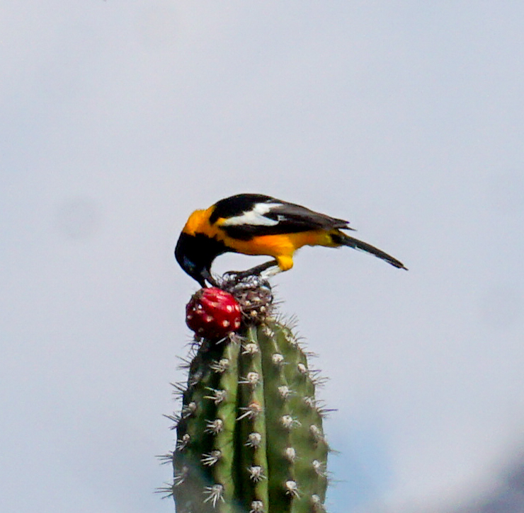 Venezuelan Troupial illustration
