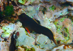 Ophioblennius macclurei