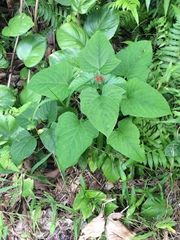 Clerodendrum paniculatum