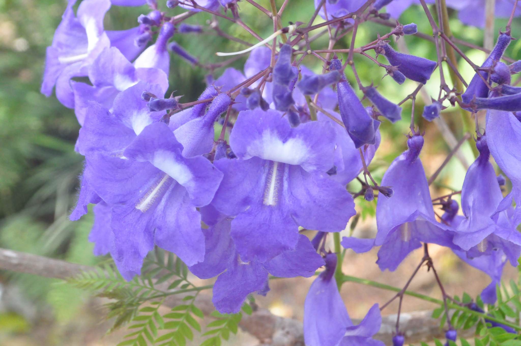 Imagem de Caroba-roxa