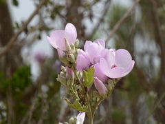 Malacothamnus fasciculatus nuttallii