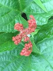 Clerodendrum paniculatum