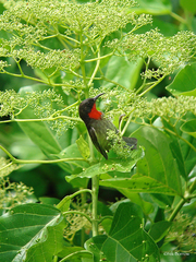 Myzomela sclateri
