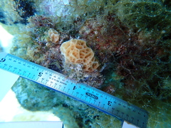 Agaricia humilis