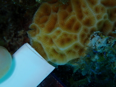 Agaricia humilis