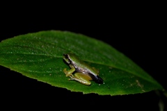 Arcane Spikethumb Frog photo 3