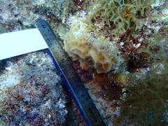 Agaricia humilis