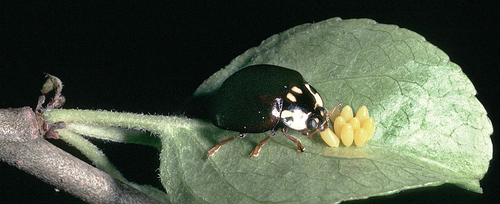 Fifteen-spotted Lady Beetle photographed in West Virginia