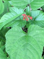 Clerodendrum paniculatum