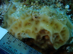 Agaricia humilis